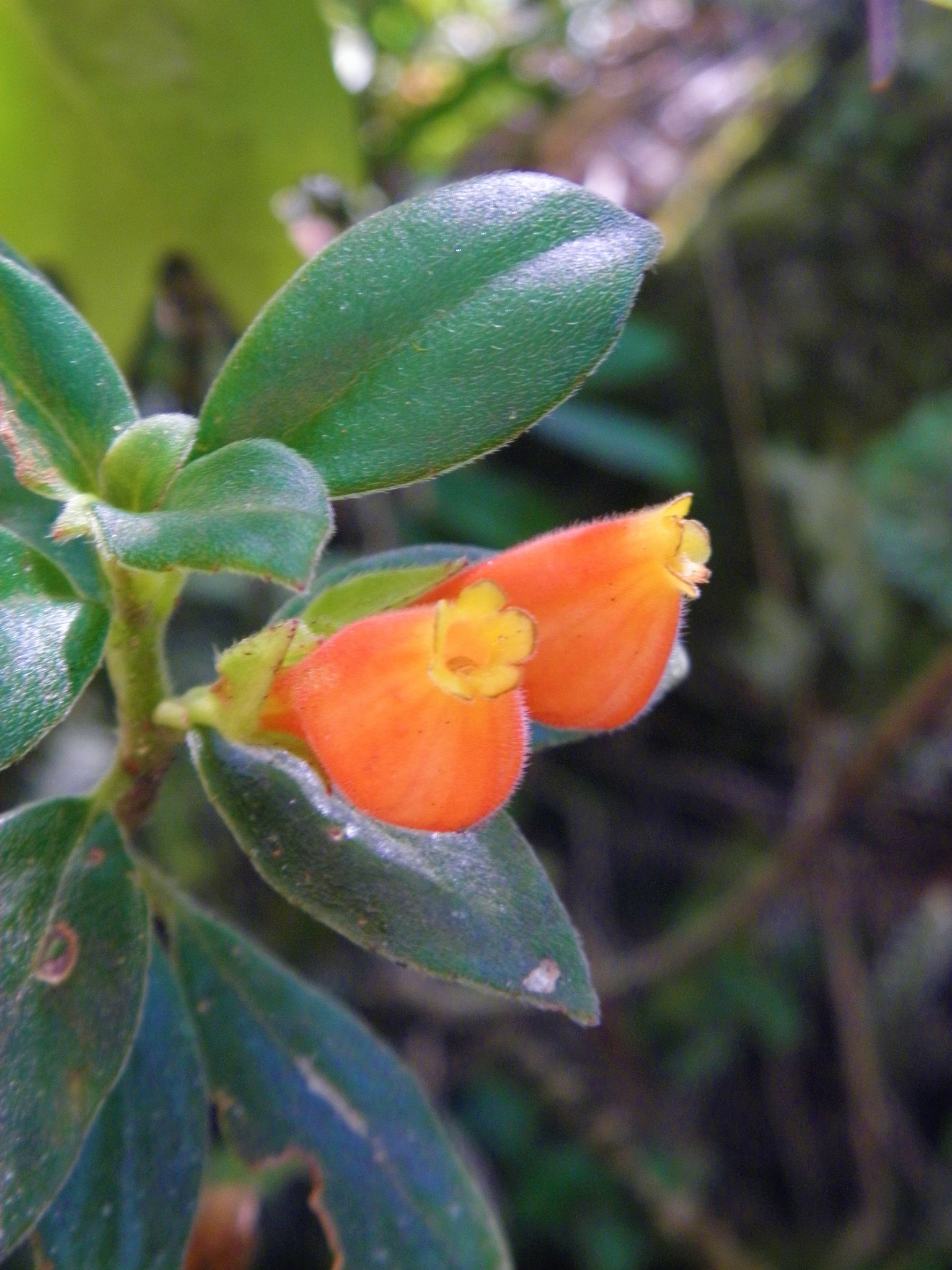 Nematanthus strigillosus