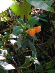 Nematanthus strigillosus