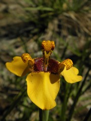 Trimezia juncifolia