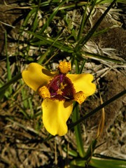 Trimezia juncifolia