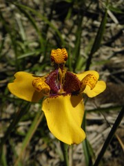 Trimezia juncifolia