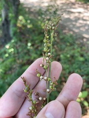 Scleria eggersiana
