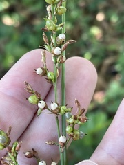 Scleria eggersiana