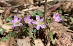 Claytonia caroliniana