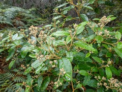 Pomaderris elliptica