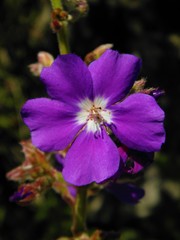 Pleroma heteromallum