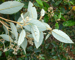 Pomaderris elliptica