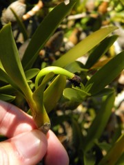 Maxillaria pendens