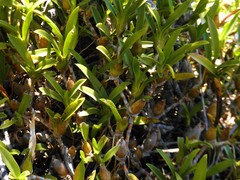 Maxillaria pendens
