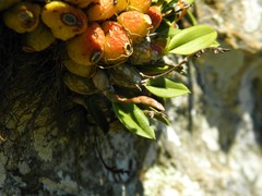 Bulbophyllum bidentatum