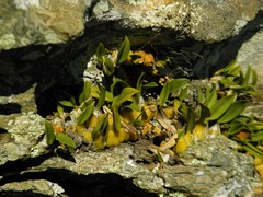 Bulbophyllum bidentatum