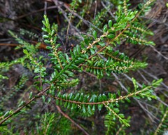 Thryptomene micrantha
