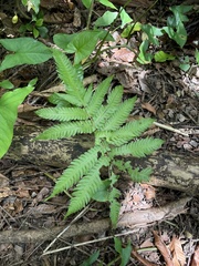 Goniopteris tetragona