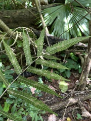 Goniopteris tetragona