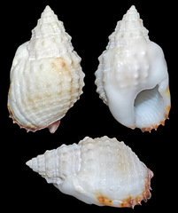 Nassarius troendleorum