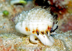 Nassarius troendleorum