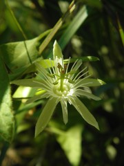 Passiflora capsularis