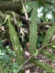 Goniopteris tetragona