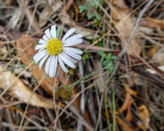 Brachyscome aculeata