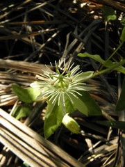 Passiflora capsularis