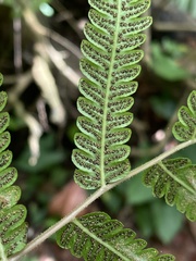 Goniopteris tetragona
