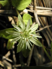Passiflora capsularis