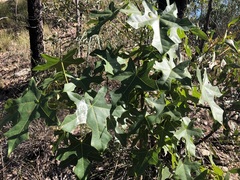 Brachychiton australis