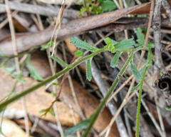 Brachyscome aculeata