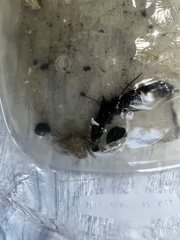 Diopatra cuprea