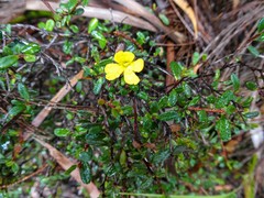 Hibbertia appressa