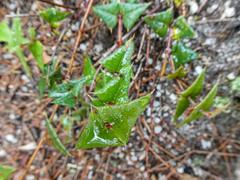 Platylobium triangulare