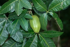 Pachira glabra