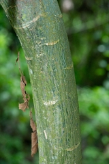 Pachira glabra