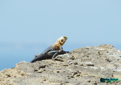 Laudakia nupta fusca