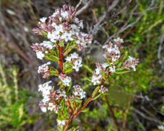 Leucopogon collinus