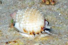 Nassarius troendleorum