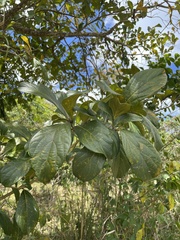 Cordia collococca