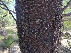 Acacia rhodoxylon