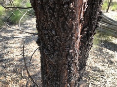 Acacia rhodoxylon