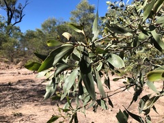 Acacia rhodoxylon