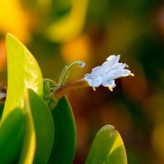 Scaevola plumieri