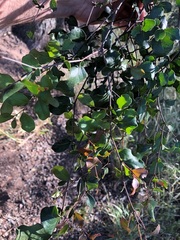 Cadellia pentastylis