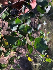 Cadellia pentastylis