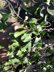 Cadellia pentastylis