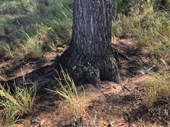 Cadellia pentastylis