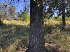 Cadellia pentastylis