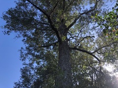 Cadellia pentastylis