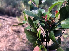 Cadellia pentastylis