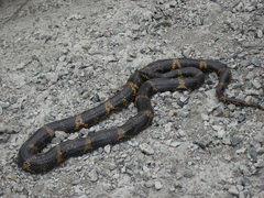 Elaphe schrenckii
