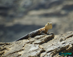 Laudakia nupta fusca